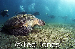 Turtle and Divers by Ted Jones 